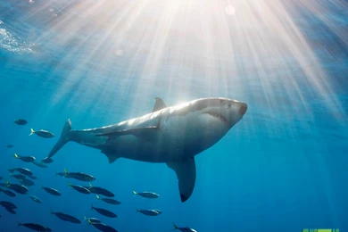 Animal Planet Wallpapers Download   Great_white_shark