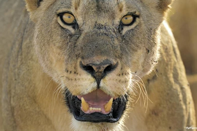 Wallpapers, Animals, Planet (