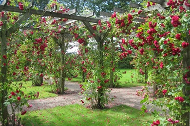 High Quality Rose Garden Wallpapers