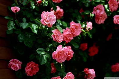 Wallpapers Rose Garden Roses 1920x1080