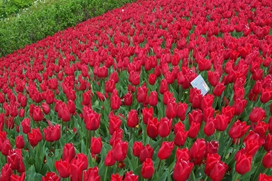 Red Roses Garden   Wallpaper.