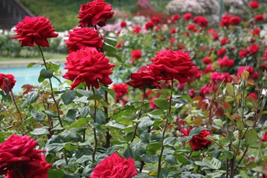 High Quality Rose Garden Wallpapers