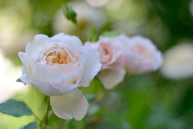 White Rose Garden Wallpapers HD Download For Desktop