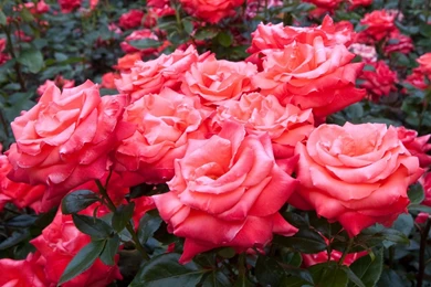 Red Rose Garden Wallpapers