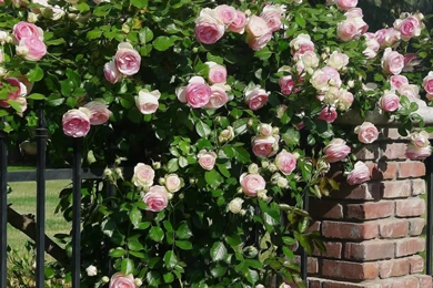 Rose Flowers Flower Roses Bokeh Landscape Nature Garden Wallpapers ...