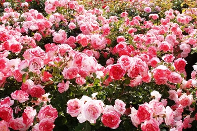 Pink Rose Garden Wallpapers – JustShare