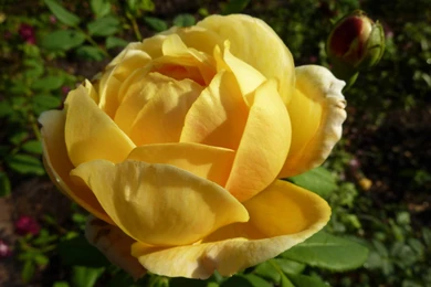 MLeWallpapers.com   Yellow English Rose