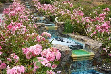 Cascades In The Rose Garden   (