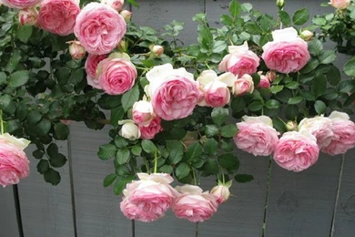 Pink Rose Garden Wallpaper contemporary pink rose garden wallpaper hd desktop widescreen w on Pink Rose Garden Wallpaper contemporary pink rose garden wallpaper hd desktop widescreen w on
