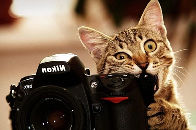 Cats, Cat Wallpapers, Widescreen, Cat Eye, Cute Cat Wallpapers ...