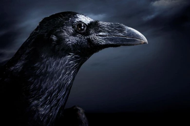 The Raven HD Desktop Wallpapers : Widescreen : High Definition ...