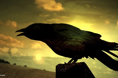 Raven Wallpapers 5/39