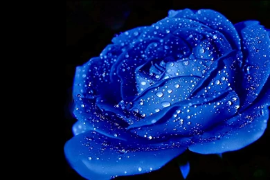 Blue Roses Hd Wallpapers Free Download
