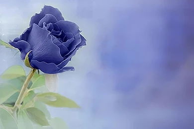 BLUE ROSE WALLPAPER   (