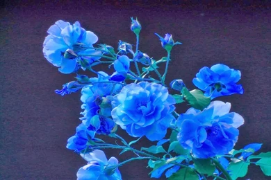 Blue Rose Wallpapers   Keywords HERE