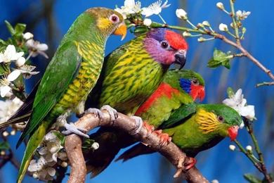 Parrot Wallpapers Collection (29+)