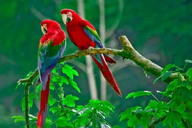 Parrots Wallpapers