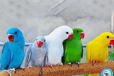 Parrots wallpaper 800x600.jpg