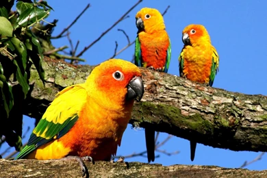 Yellow Parrots Wallpapers, Yellow Parrots Backgrounds, Yellow ...