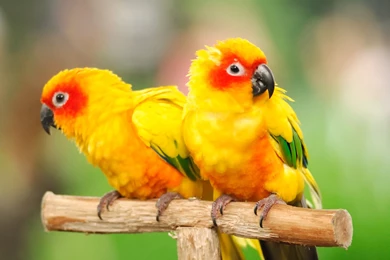 Cute Parrots Wallpapers For Desktop
