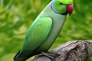 Parrots Wallpapers Downloads Free