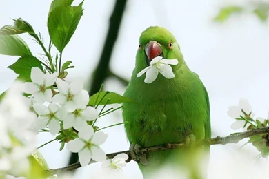 Green Parrots Wallpapers