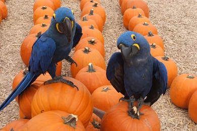 Some Beautiful Parrot Wallpapers