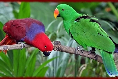 Lovebird Parrots Wallpapers   Android Apps And Tests   AndroidPIT
