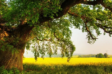 Oak Wallpapers Collection (28+)