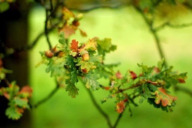 Oak Wallpapers Collection (28+)