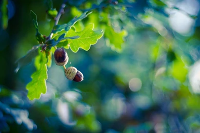 Autumn Oak Leaves Nature Hd Wallpapers Wallpapers List
