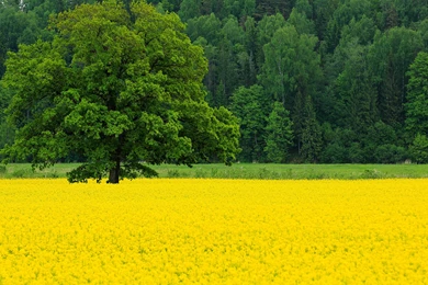 Orange Tulips Spring Wallpapers