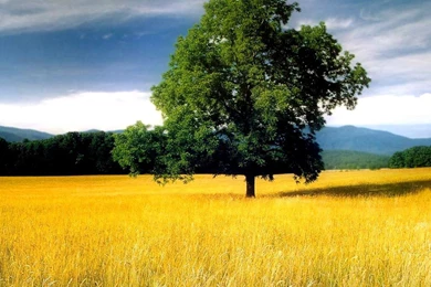 Wallpapers Tree, Yellow, Field, Oak, Lone Oak Tree In A Field.