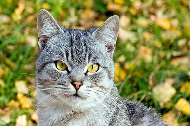 Cats: Backgrounds Greenleaves Forground Cat Loveable Beautiful ...