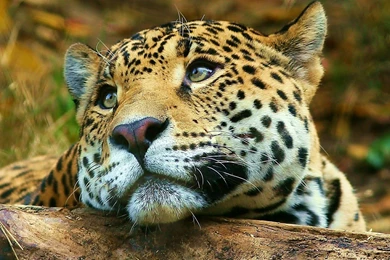 Cats Sad Big Cat Animal Leopard Cats Backgrounds Pictures ~ Cats ...