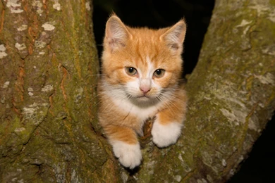 Kitten Tree Black White Ginger Cat Funny Sweet Cute Animal Orange ...