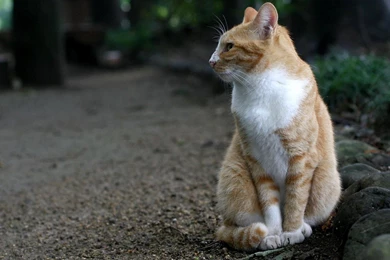 Collection Cute Wallpapers   Download Free Collection Cute ...