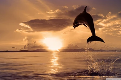 Jumping Dolphin HD Desktop Wallpapers : High Definition ...