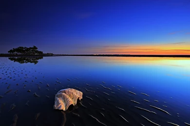 Ocean Seashell Evening Water Landscape Nature