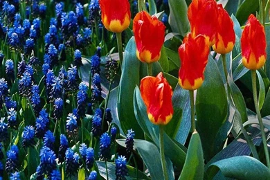 Download Free Mobile Wallpapers For Your Mobile Phone   Wallpapers ...