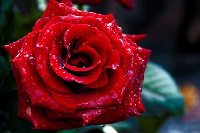 Cute Roses Images   HD Wallpapers Pretty