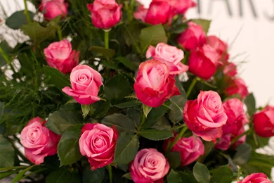 Cute 4K Roses Wallpapers