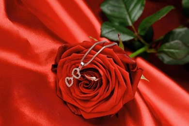 Cute Roses Wallpapers 4K