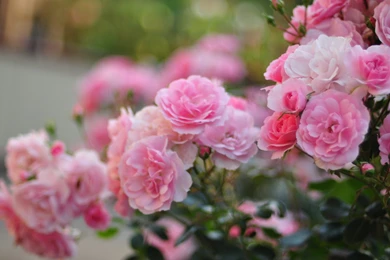 Traditional Small Landscape Roses For Popular Landscaping