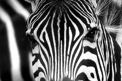 Zebra Face Macro Sony Xperia Z4 Wallpapers HD 1440x2560