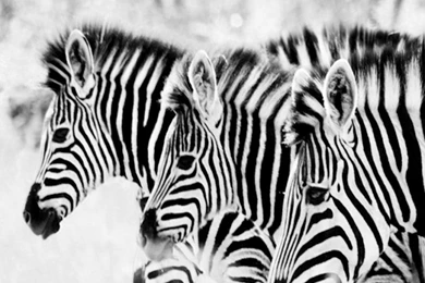 3 Zebra's HD Desktop Wallpapers : High Definition : Mobile