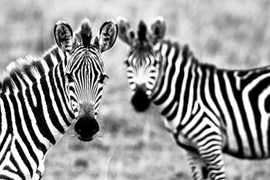 Zebra HD Wallpapers And Backgrounds