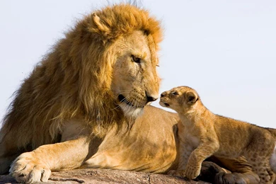 Full HD Pictures Gorgeous Lion 475.68 KB