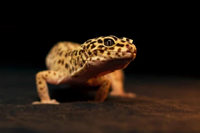 Leopard Gecko Wallpapers Wallpapers Cave