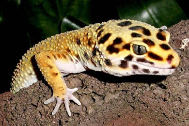 Leopard Gecko Wallpapers   Wallpapers Cave